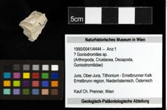 Foto (Objekt + Etiketten) von ? Goniodromites sp. 